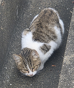 運命的な出会い 運命的な出会い