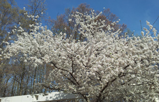 ワシントンの桜