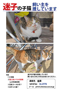 迷子の子猫 迷子の子猫