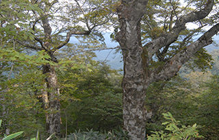 弟見山のブナ林