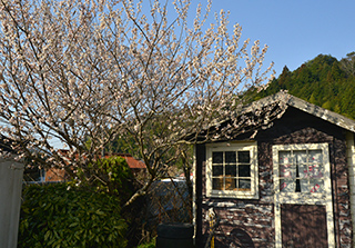 庭の桜