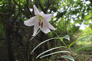 ササユリの花