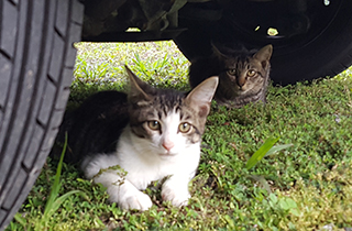 名ばかり野良猫