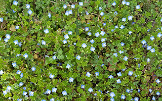 春を告げる花