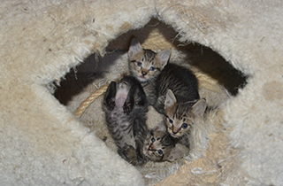 子猫が4匹