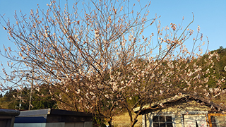 庭の桜が咲いた