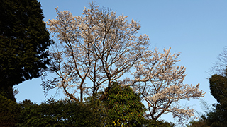 黄砂の空に桜