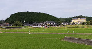須々万盆地のサギ