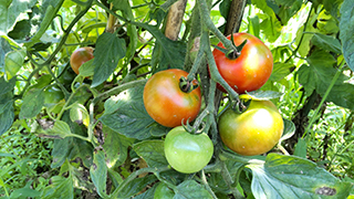 小ぶりのトマト