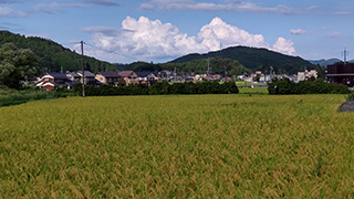 稲穂が実る風景