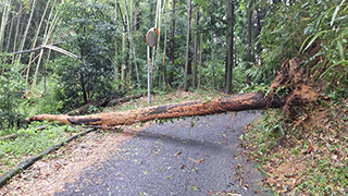 道路を塞ぐ倒木