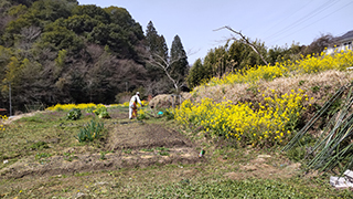 菜の花