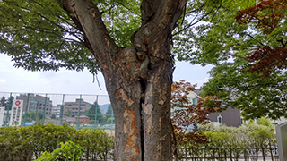 被爆ケヤキ
