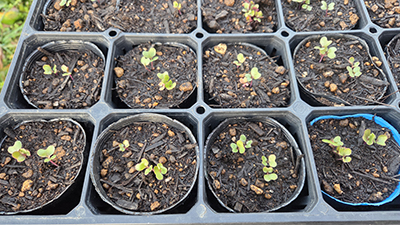 キャベツもブロッコリもすくすく