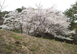 満開の桜