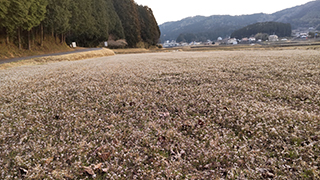 田んぼに群生する白い花