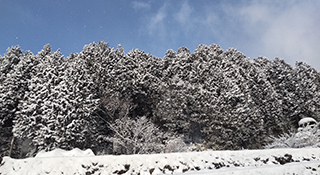 雪の朝