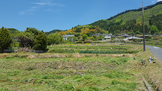 休耕田の草刈り