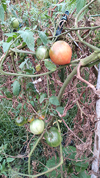 初秋のトマト