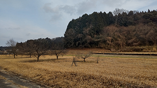 冬枯れの景色