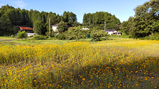 雑草の魅力